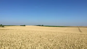 composantes de rendement du blé